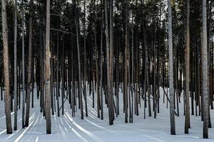 paysage d'hiver dans le parc national de yellowstone. photo