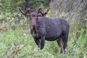 orignal dans les montagnes rocheuses du colorado photo