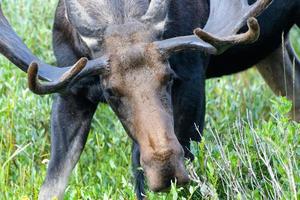 orignal dans les montagnes rocheuses du colorado photo