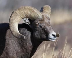 bélier mouflon des montagnes rocheuses du colorado photo