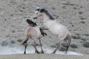 chevaux mustang sauvages dans le colorado photo