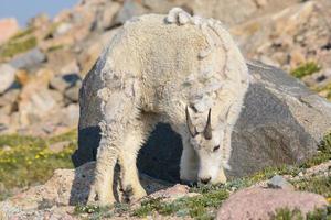 chèvres de montagne sauvages des montagnes rocheuses du colorado