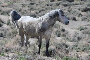 chevaux mustang sauvages dans le colorado photo