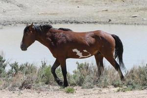 chevaux mustang sauvages dans le colorado photo