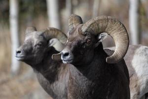 mouflon des montagnes rocheuses du colorado photo