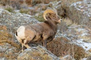 bélier bighorn dans la neige. mouflon des montagnes rocheuses du colorado photo