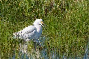 Faune du Colorado - aigrette neigeuse pataugeant dans l'eau peu profonde photo