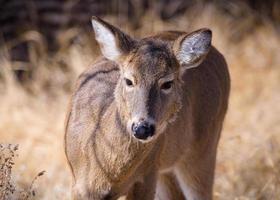 la faune du colorado. cerf sauvage sur les hautes plaines du colorado. biche à queue blanche dans l'herbe d'hiver. photo