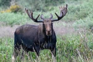 orignal dans les montagnes rocheuses du colorado photo