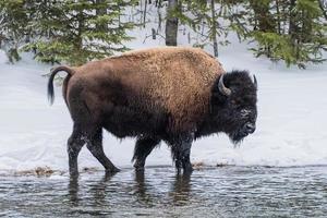 troupeau de bisons d'amérique, parc national de yellowstone. scène d'hiver. photo