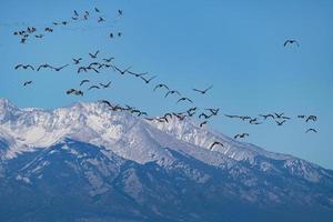 Grande migration des grues du Canada à Monte Vista, Colorado photo