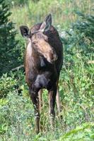 orignal dans les montagnes rocheuses du colorado photo