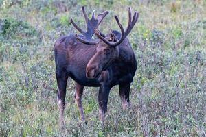 orignal dans les montagnes rocheuses du colorado photo