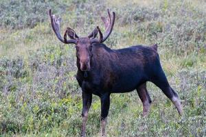 orignal dans les montagnes rocheuses du colorado photo