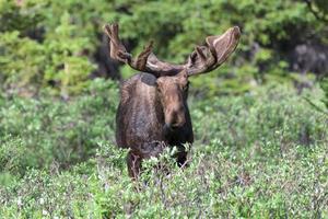 orignal shiras dans les montagnes rocheuses du colorado photo