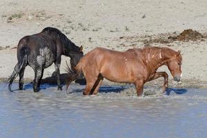 chevaux mustang sauvages dans le colorado photo