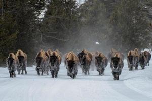 troupeau de bisons d'amérique, parc national de yellowstone. scène d'hiver. photo