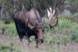 orignal dans les montagnes rocheuses du colorado photo