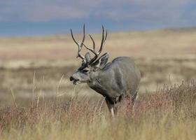 la faune du colorado. cerf sauvage sur les hautes plaines du colorado photo