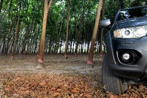 côté police de la couleur grise de la voiture de camion. conduite dans la plantation d'hévéas. avec des feuilles sèches au sol. avec la vitesse de la lumière sur les phares. représentent la mobilité dans le sol. photo