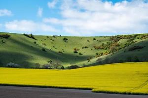 colza dans la campagne vallonnée du sussex photo