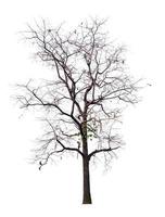 arbre sans feuille sur fond transparent image avec coupures, arbre sans feuilles ou arbre mort découpé à partir du fond d'origine et sélectionné pour une utilisation facile et rapide photo