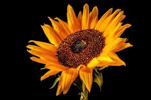 gouttes de pluie sur les pétales de tournesol photo