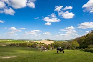 chevaux à la maison dans la campagne vallonnée du sussex photo