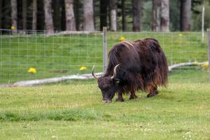 yak broutant sur l'herbe succulente photo