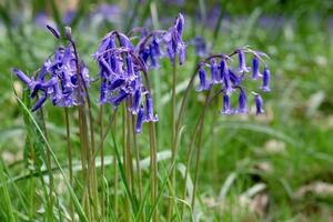 jacinthes des bois en pleine floraison photo