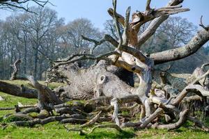 arbre mort ressemblant à un calmar géant à west grinstead photo