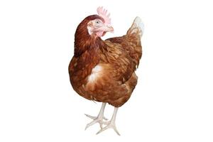 poule isolée sur fond blanc avec un tracé de détourage. photo