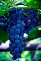 grappe pendante de raisins isabella bleu vif et mûrs.