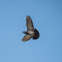 les pigeons en vol, le pigeon sauvage a des plumes gris clair. il y a deux bandes noires sur chaque aile. mais les oiseaux sauvages et domestiques ont une grande variété de couleurs et de motifs de plumes.