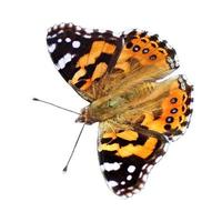 papillon coloré solitaire sur fond blanc. photo