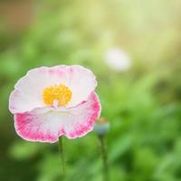 fond fleur pavot à opium rose photo