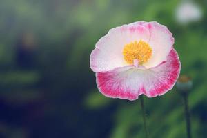 pavot à opium rose fond flou photo