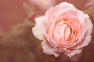 fond nature fleur valentine orange pastel rose photo