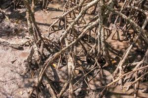 mangroves à marée basse qui poussent le long de la côte nord-ouest du brésil photo