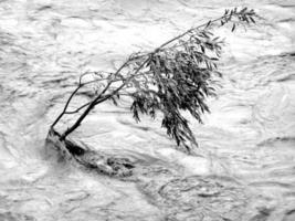 arbre solitaire résistant aux inondations