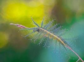 insectes macro, papillons, mites, mouches, moustiques, chenilles, mante sur brindilles, fleurs de feuilles avec un fond naturel photo