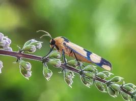 insectes macro, papillons, mites, mouches, moustiques, chenilles, mante sur brindilles, fleurs de feuilles avec un fond naturel photo