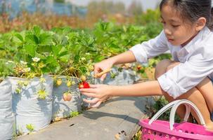 mise au point sélective d'une fille cueillant des fraises biologiques rouges fraîches dans le jardin photo