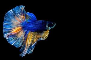 beau poisson betta multicolore avec un tracé de détourage, poisson de combat siamois sur fond noir. photo