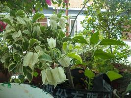 fleurs blanches de bougenville fleurissent photo