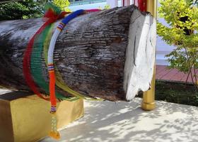 takian géant, arbre à esprit cru thaïlandais décoré de trois couleurs de tissus et de guirlandes. photo