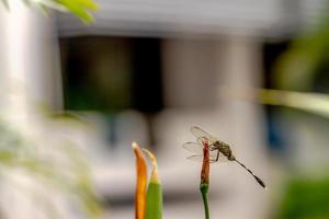 une libellule verte à rayures noires perchée sur un bouton floral d'iris jaune, fond de feuillage vert flou photo