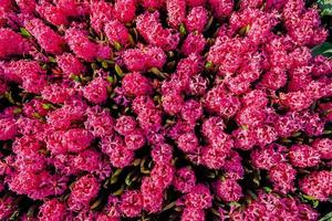 parterres de fleurs dans le parc. photo