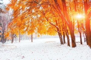 la lumière du soleil traverse les feuilles d'automne des arbres dans l'ea photo