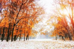 la lumière du soleil traverse les feuilles d'automne des arbres dans l'ea photo